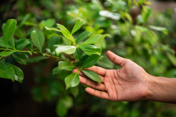 How Our Tree Care Process Works  in  Cotter, AR