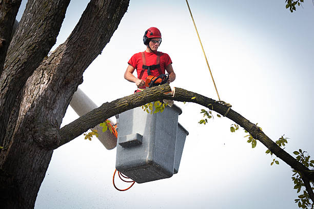 Trusted Cotter, AR Tree Services Experts